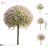 Japanese willow &#39;Hakuro-Nishiki&#39; trees | Salix integra hakuro-nishiki