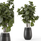 Indoor Plants in Ferm Living Bau Pot Large - Set 1431