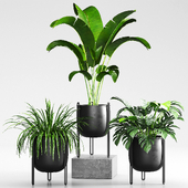 indoor plant 02
