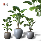 Indoor Alocasia plants-1