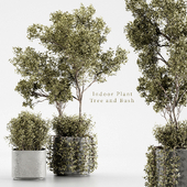 Indoor Plant 03 Tree and Bush