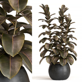 Rubber Tree 1