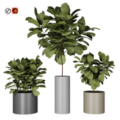 Ficus Indoor Plant in modern pot vol 01 lyrata modern flowerpot indoor steel flowerbox