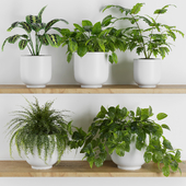 Plants on Shelf SetV1