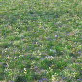 Весенне-летняя трава