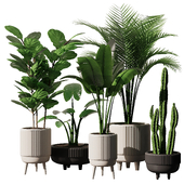 Indoor Plant Set V19 - Cactus Palm Ficuse