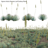 Agave striata - Narrow Leaf Century Plant 02