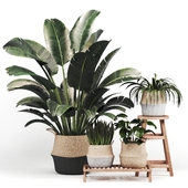 Indoor decorative Plant set 01