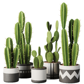 Indoor plant cactus 02