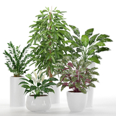 treez plants set 7