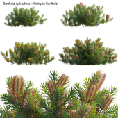Banksia spinulosa – Hairpin Banksia 01