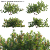 Banksia spinulosa – Hairpin Banksia 02