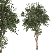 Olive Tree No.24