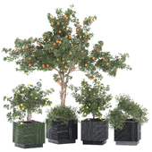 Fruit Tree And Bush In Pot