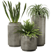 Green Plants in Ceramic Vases