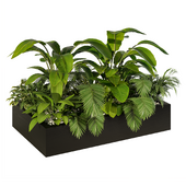 Indoor Plants - Tropical - Set No.43