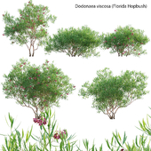 Dodonaea viscosa - Florida Hopbush