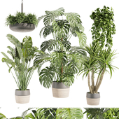 Collection plant vol 489 - hanging- palm - banana - monstera