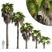 Пальма Вашингтония робуста (Washingtonia robusta palm)