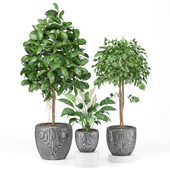 treez plants set 14