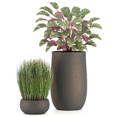 treez plants set 22