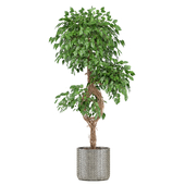 treez plants set 25