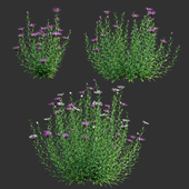 Centaurea - Cornflower - Bachelor button 03