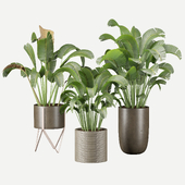 Decorativ Plants Set 01
