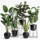 Indoor Plants set 16