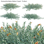 Eremophila Glabra Kalbarri Carpet - Tar Bush