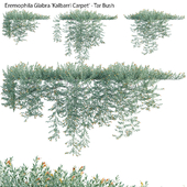 Eremophila Glabra Kalbarri Carpet - Tar Bush 02