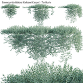 Eremophila Glabra Kalbarri Carpet - Tar Bush 03