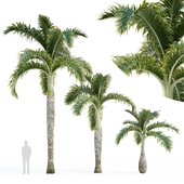 Hyophorbe bottle-barreled palm (Hyophorbe lagenicaulis palm)
