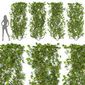 Wall with Ivy (H-250)