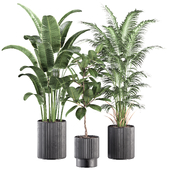 indoor plants 02