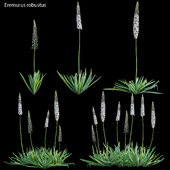 Eremurus robustus - Foxtail Lily