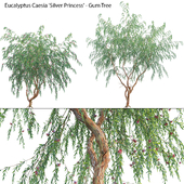 Eucalyptus Caesia Silver Princess - Gum Tree