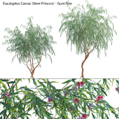 Eucalyptus Caesia Silver Princess - Gum Tree 02
