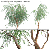 Eucalyptus Caesia Silver Princess - Gum Tree 03