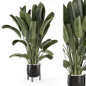 Indoor Plant in Ferm Living Bau Pot Large - Set 1486