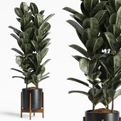 Indoor Plants 17-Ficus