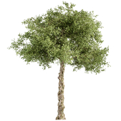 Sourwood young - Tree Set 177