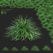 Morrow&#39;s sedge | Carex morrowii Irish Green ornamental grass