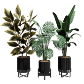 Indoor Plants 02