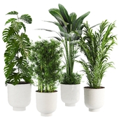 Plant Set 34