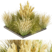 Collection plant vol 492 - grass - Switchgrass - Northwind - outdoor