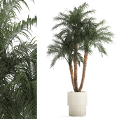 Exotic palm tree in a white flower pot Phoenix roebelenii. Plant collection 1283