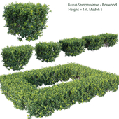 Buxus Sempervirens - Boxwood