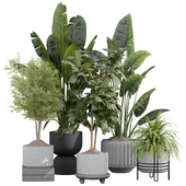 Indoor Plant Set 09