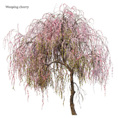 Weeping cherry